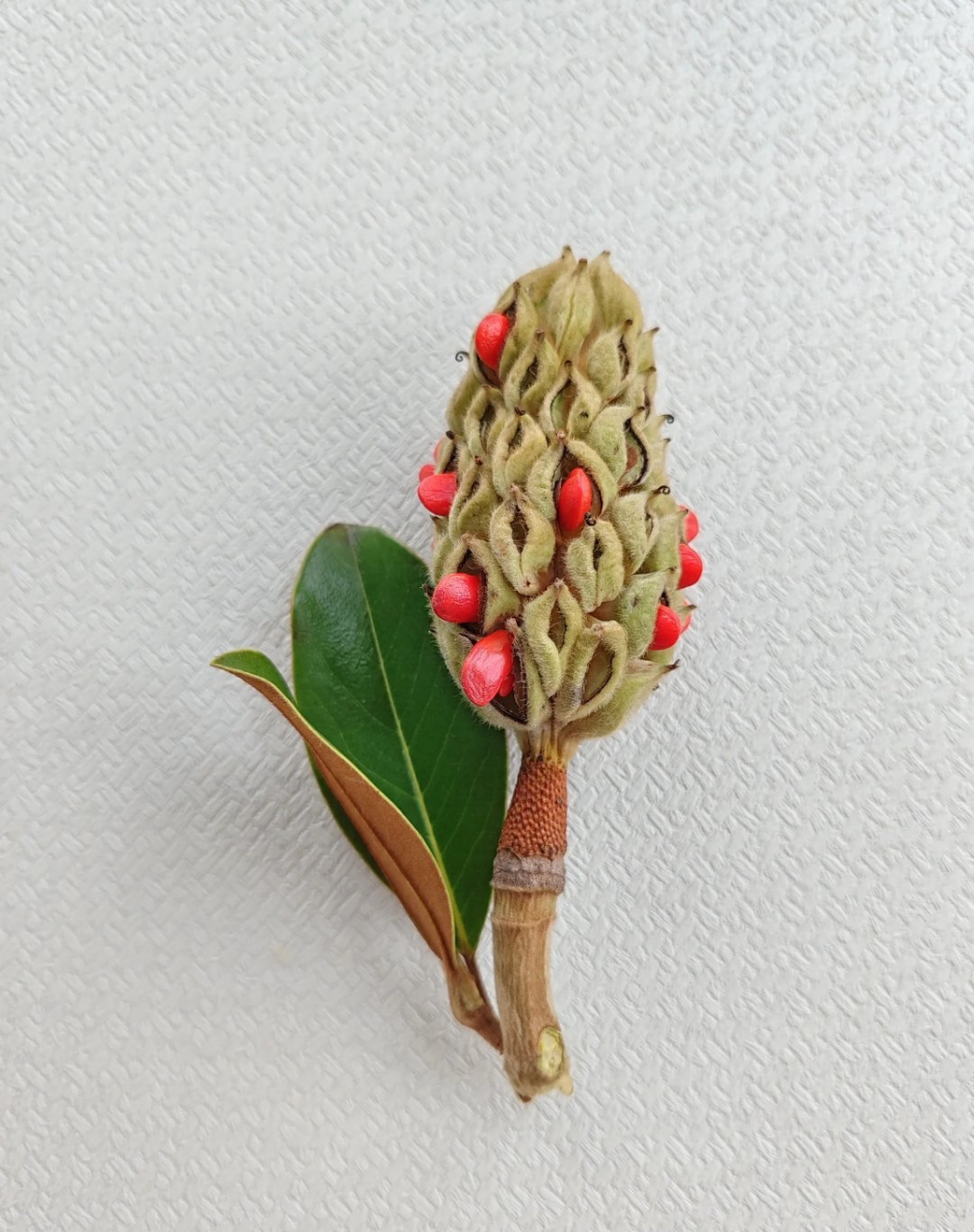 一起发现生活中的美～广玉兰的蓇葖果