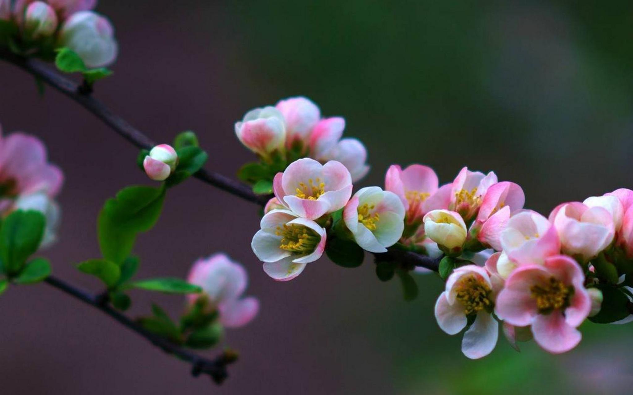 小叶海棠花图片