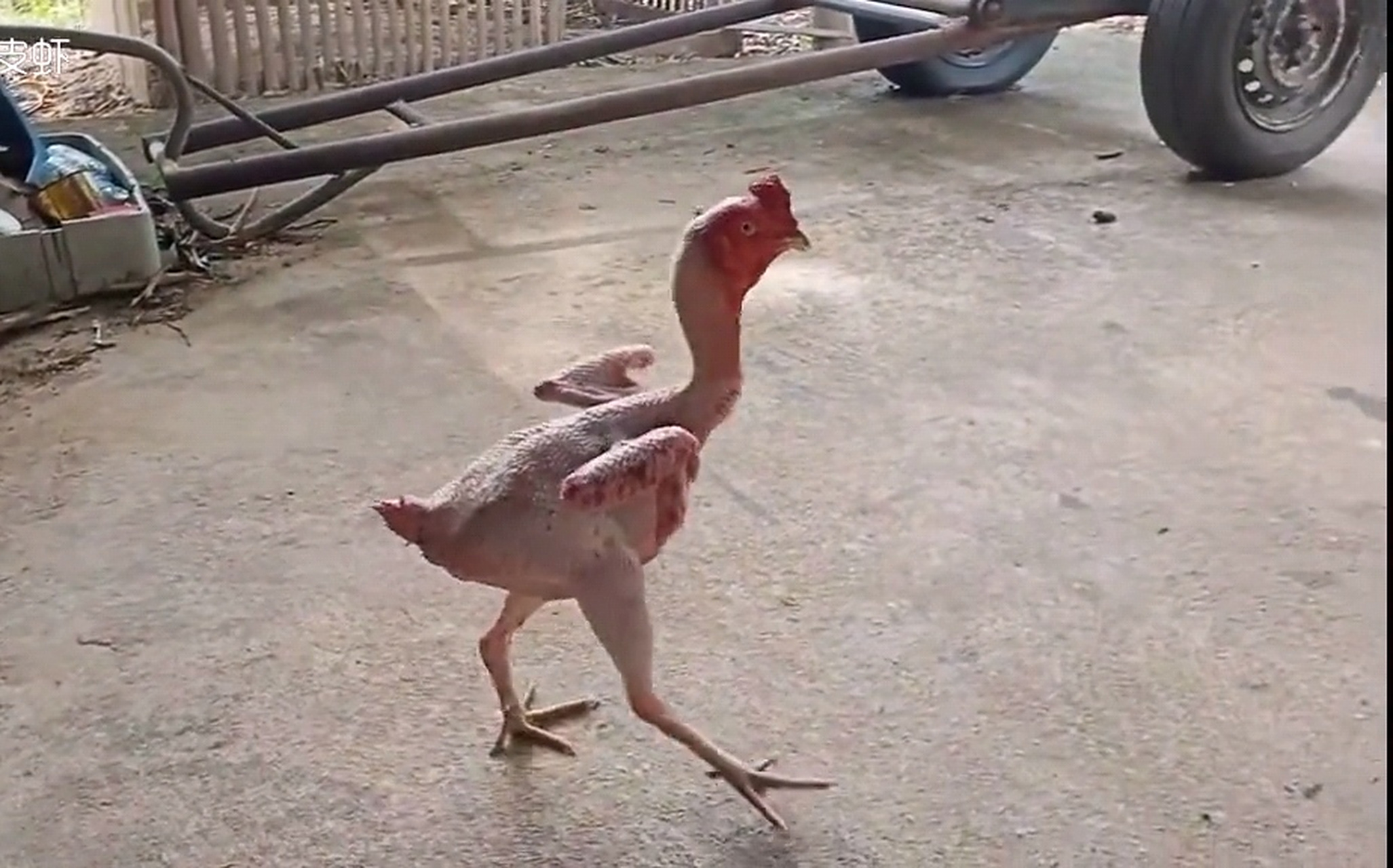 很好奇,这只鸡身上的毛,是怎样能掉得那么干净的?