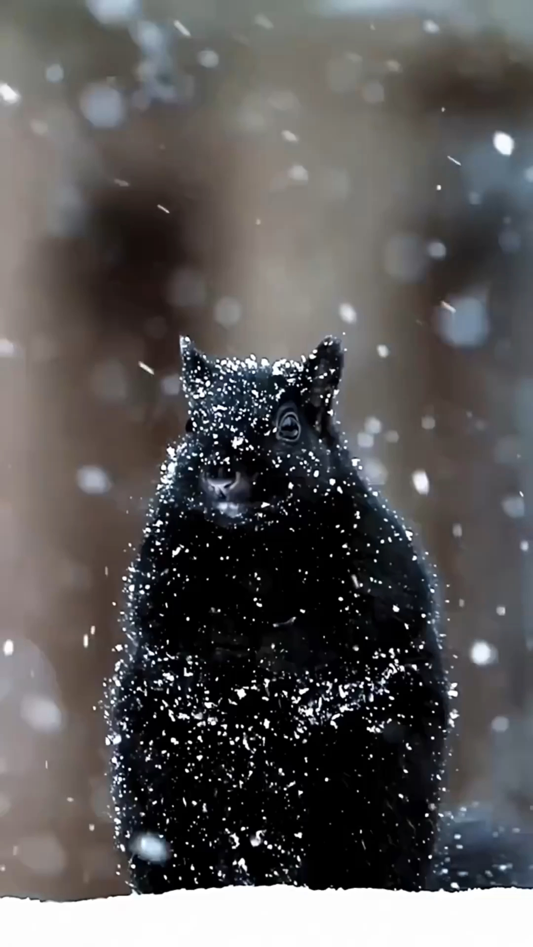 黑色的小松鼠,还是第一次见呢