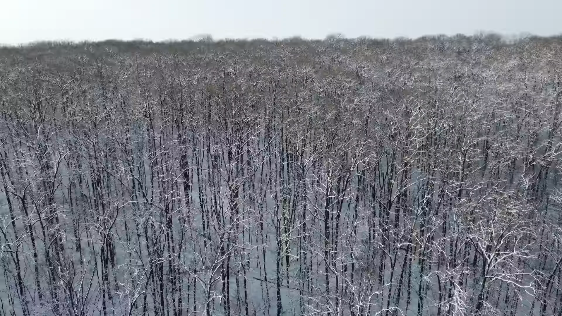 冰天雪地,万物寂静,来看小帅的丛林冒险吧