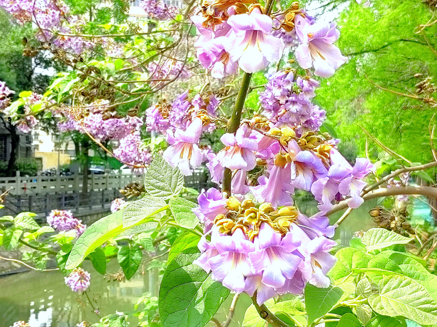 一簇簇的小紫花挂满枝头,巨大的树枝垂到河面上,在阳光的照射下格外