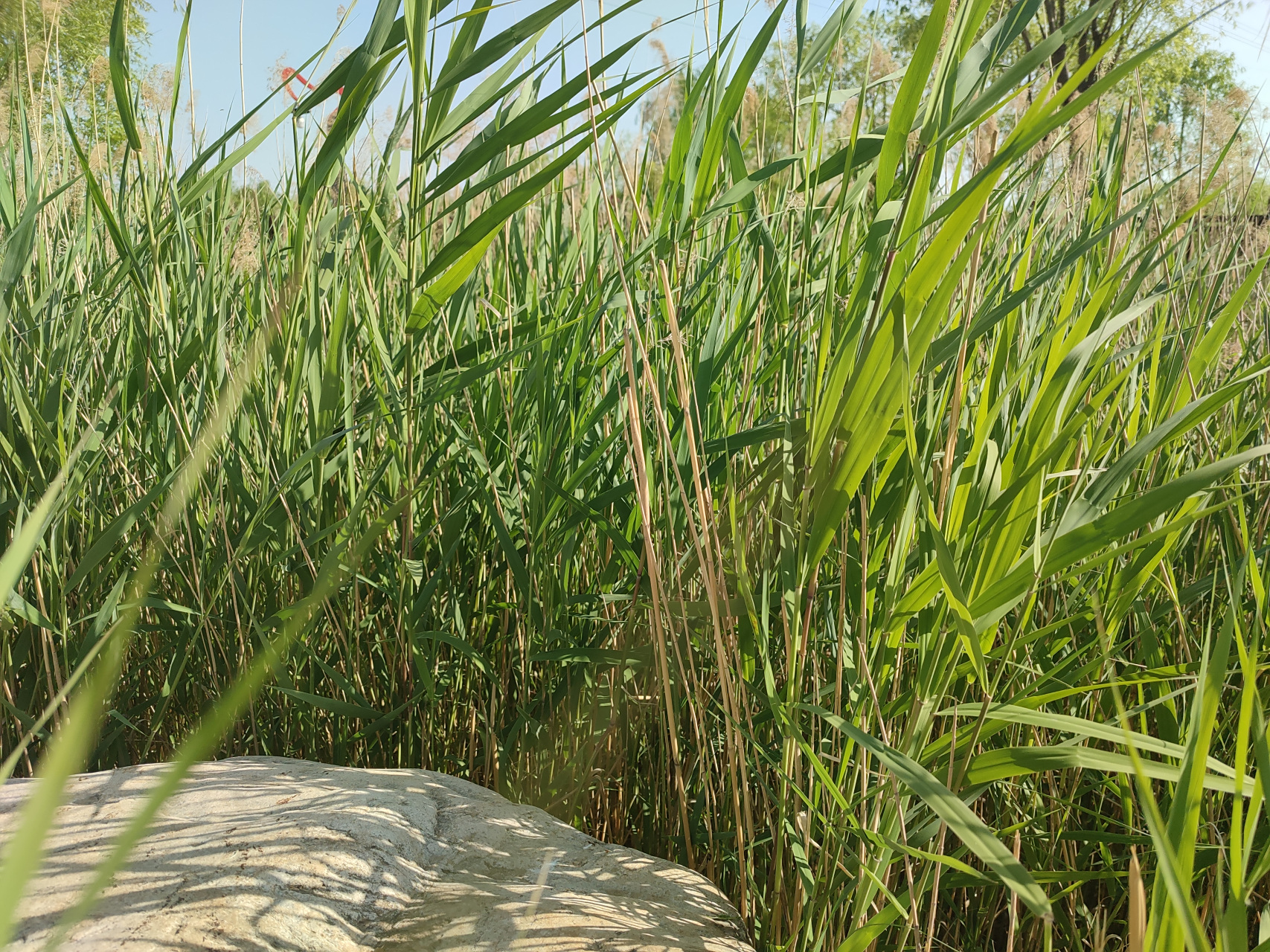 生活# #端午节# 端午安康,顺颂夏祺.