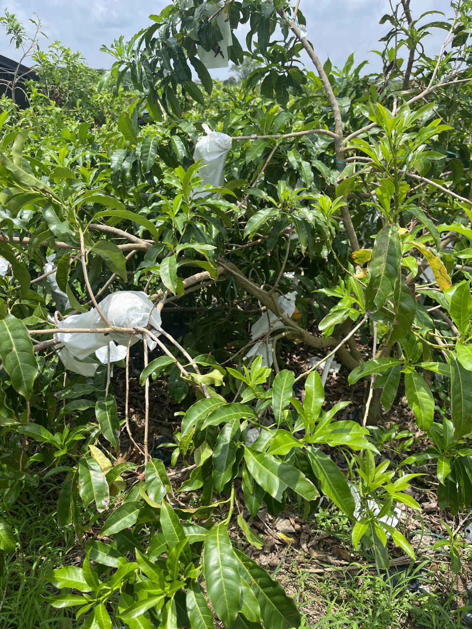 广西黄晶果种植基地图片