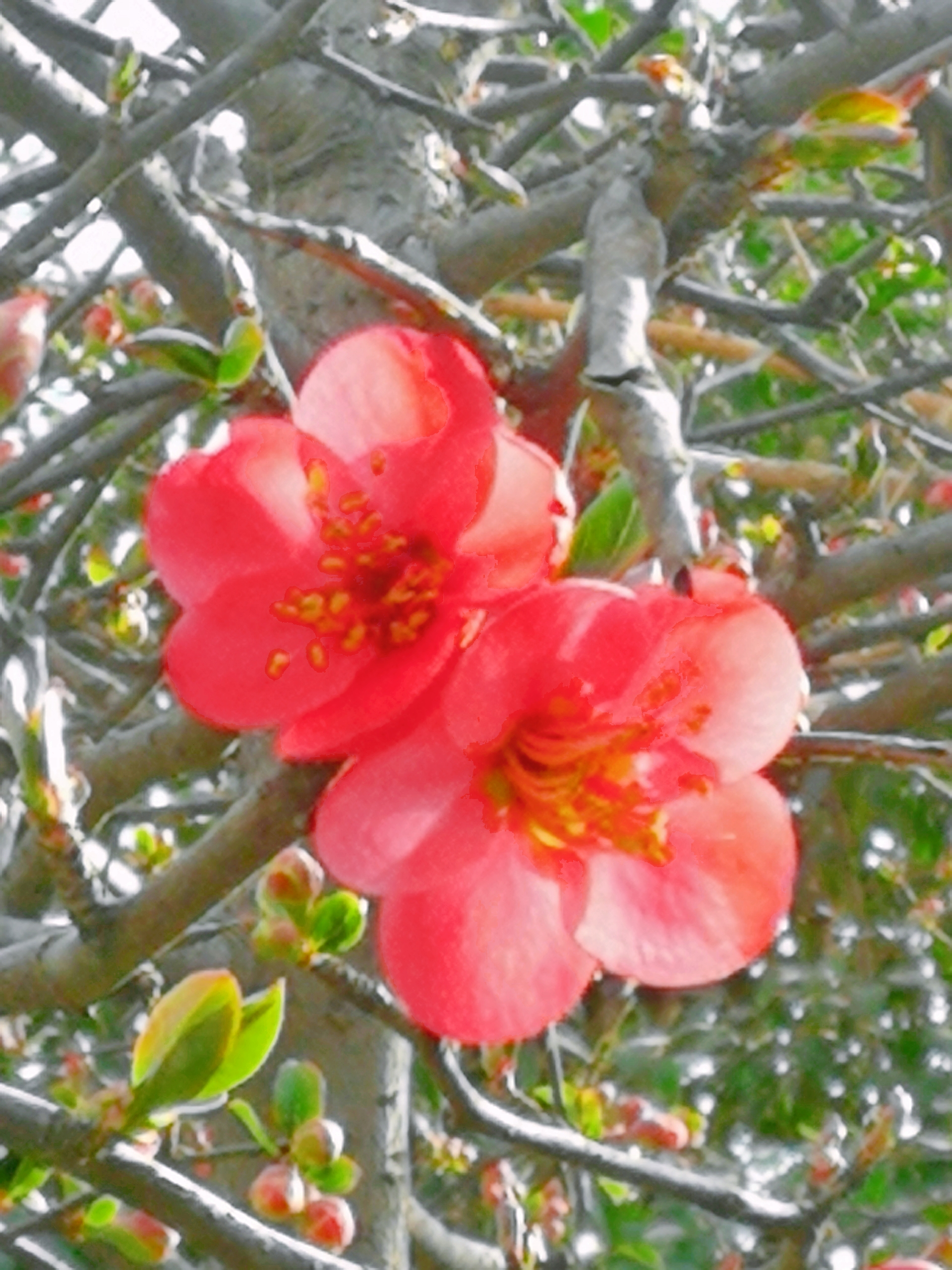 木瓜树开花红艳艳