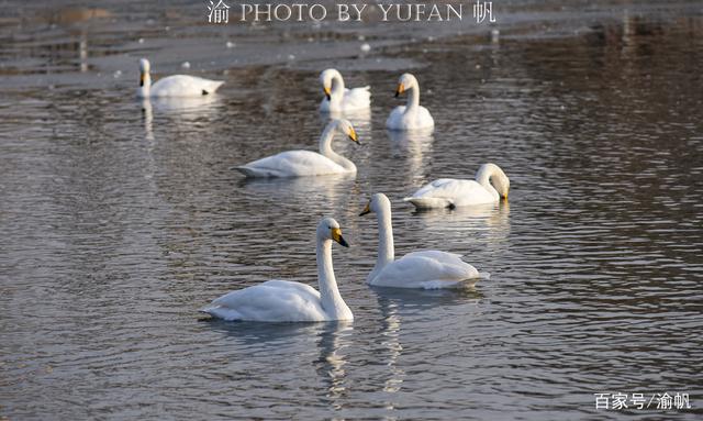 新疆庫爾勒營造三美,引得大量天鵝來此越冬,成為一道靚麗風景線