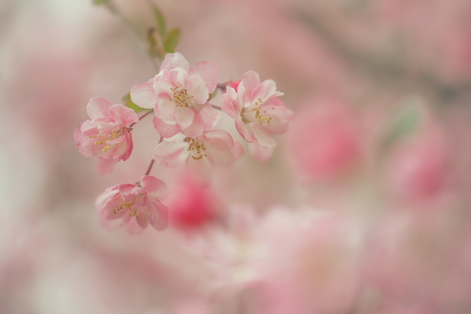 超级治愈舒适的鲜花氤氲氛围感画面背景图