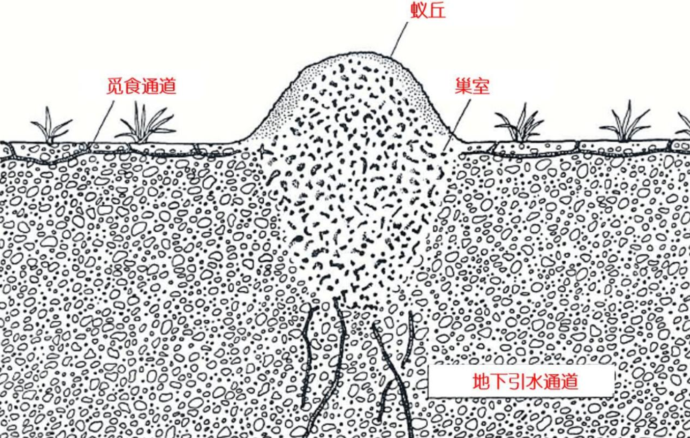 蚂蚁窝剖面图图片