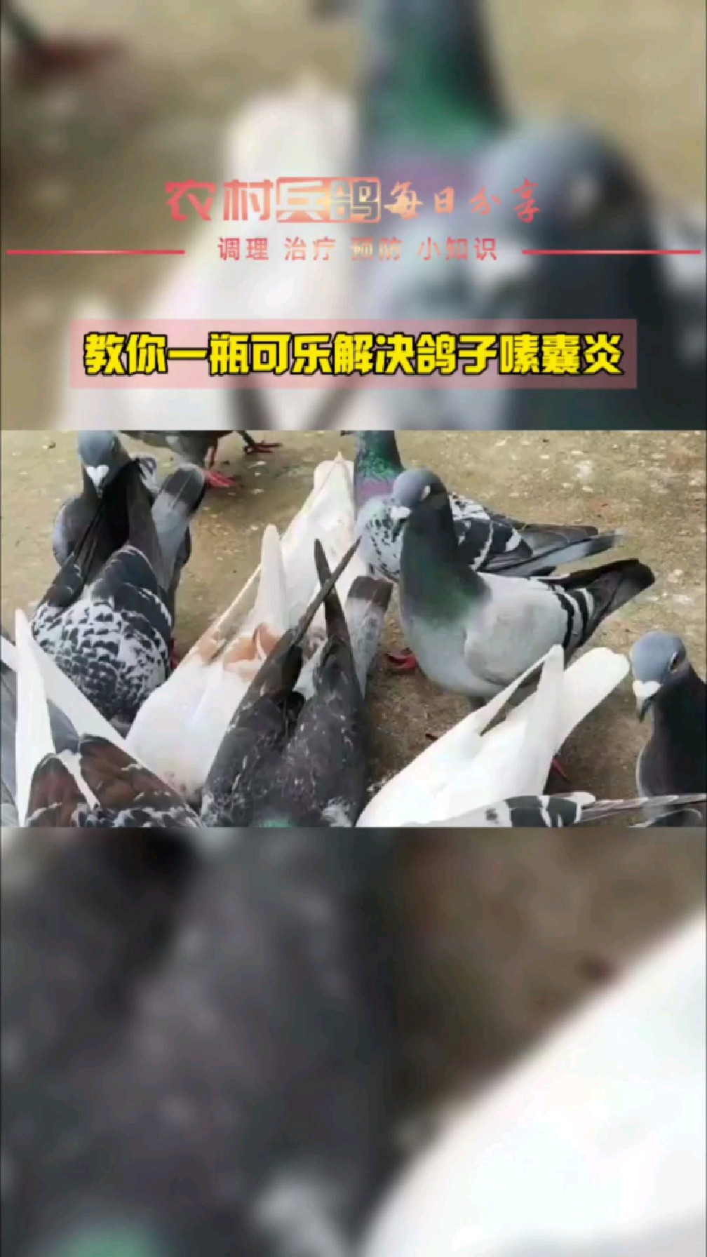 鸽子嗉囊炎,教你一瓶可乐解决!