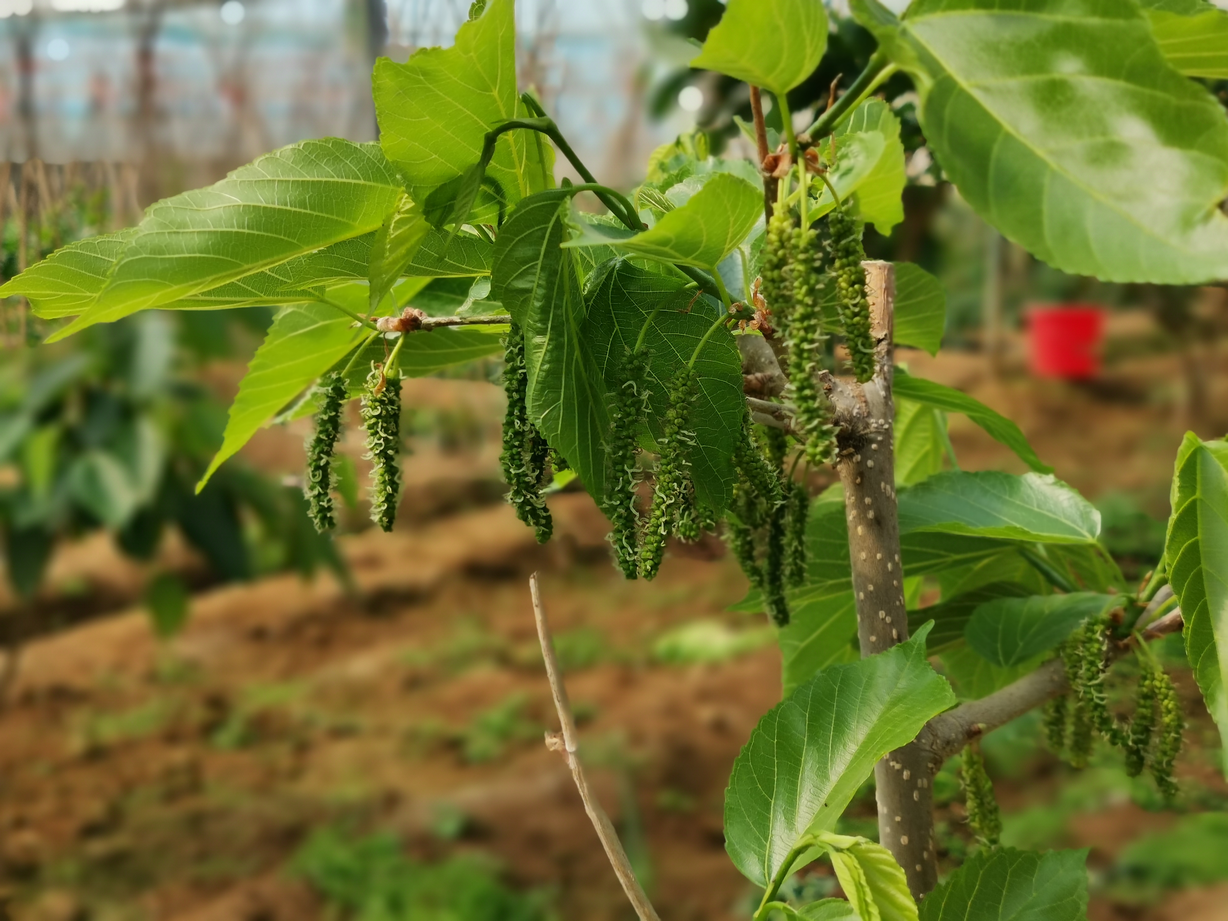 桑树,是桑科植物,北方地区比@快乐大于生活的动态