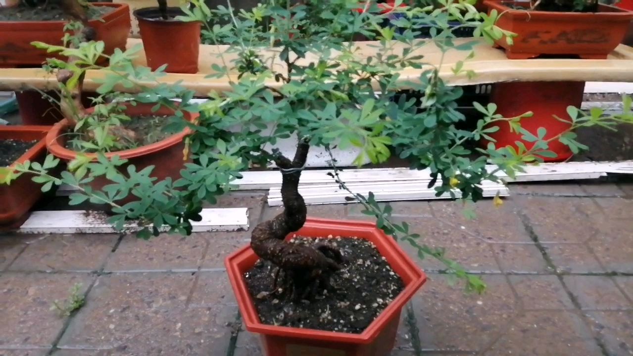 盆景植物锦鸡儿,在炎热的夏季雨季开花了,开心呢,您见过吗