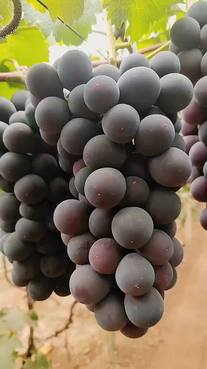 巨峰葡萄苗根系发达 选用优质贝达砧木嫁接 抗寒性强