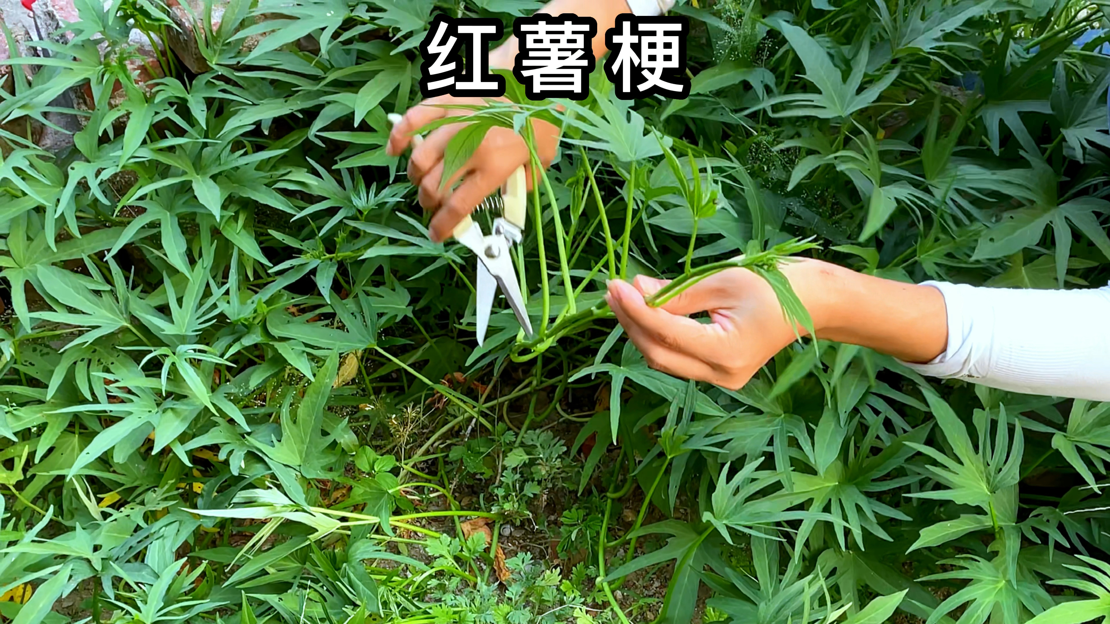 农村的红薯梗,被誉为“蔬菜皇后”,村里人采摘来晒干