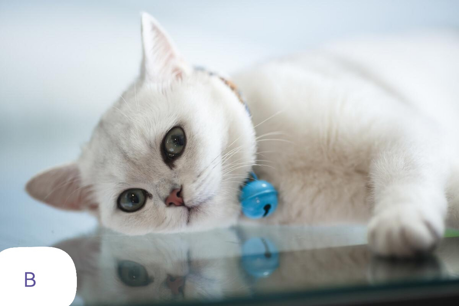有三只可爱的小猫咪,你最喜欢哪一个? a,b,c 测试你的性格.