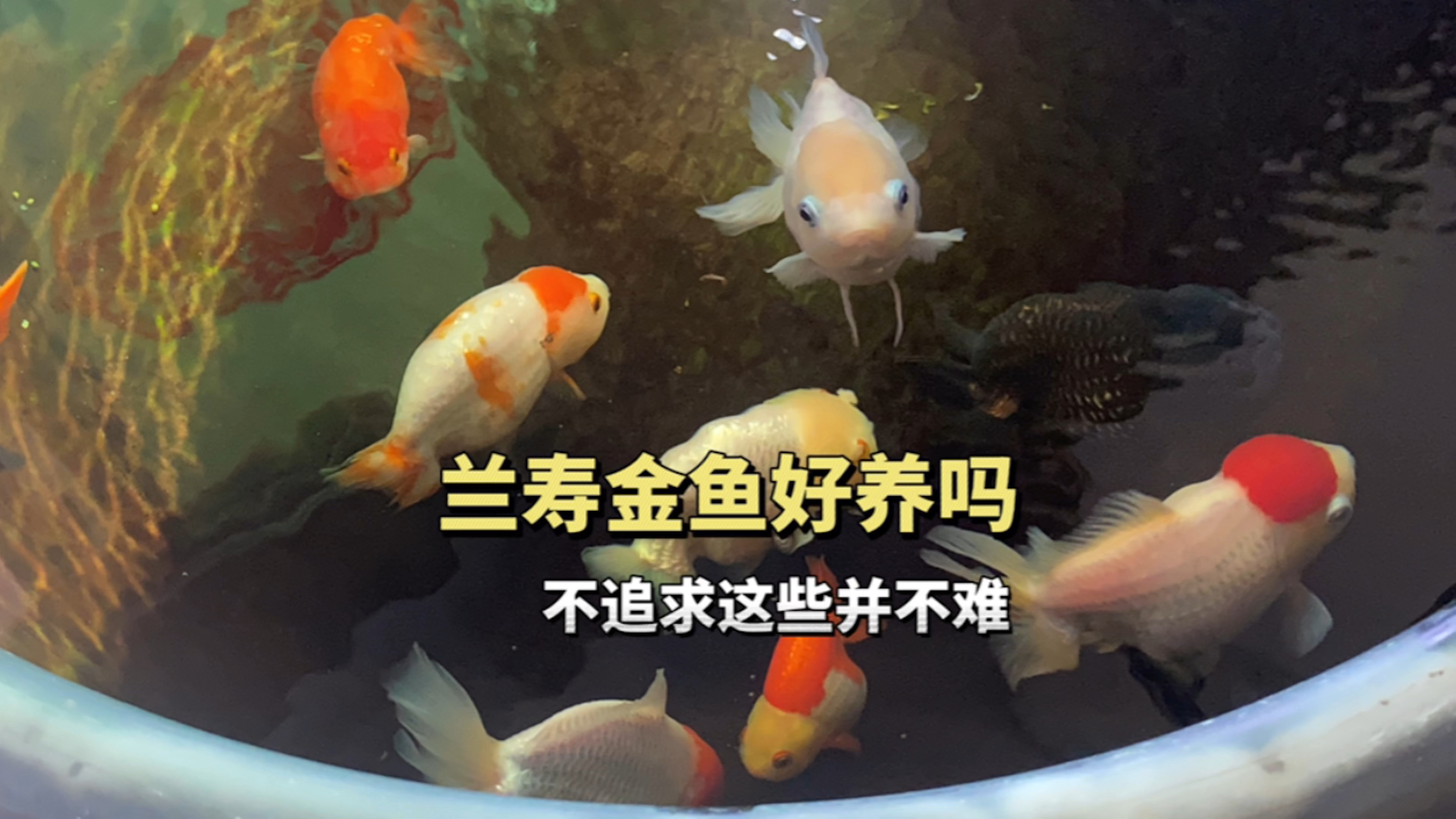 兰寿金鱼好养吗?不追求这些东西并不难养