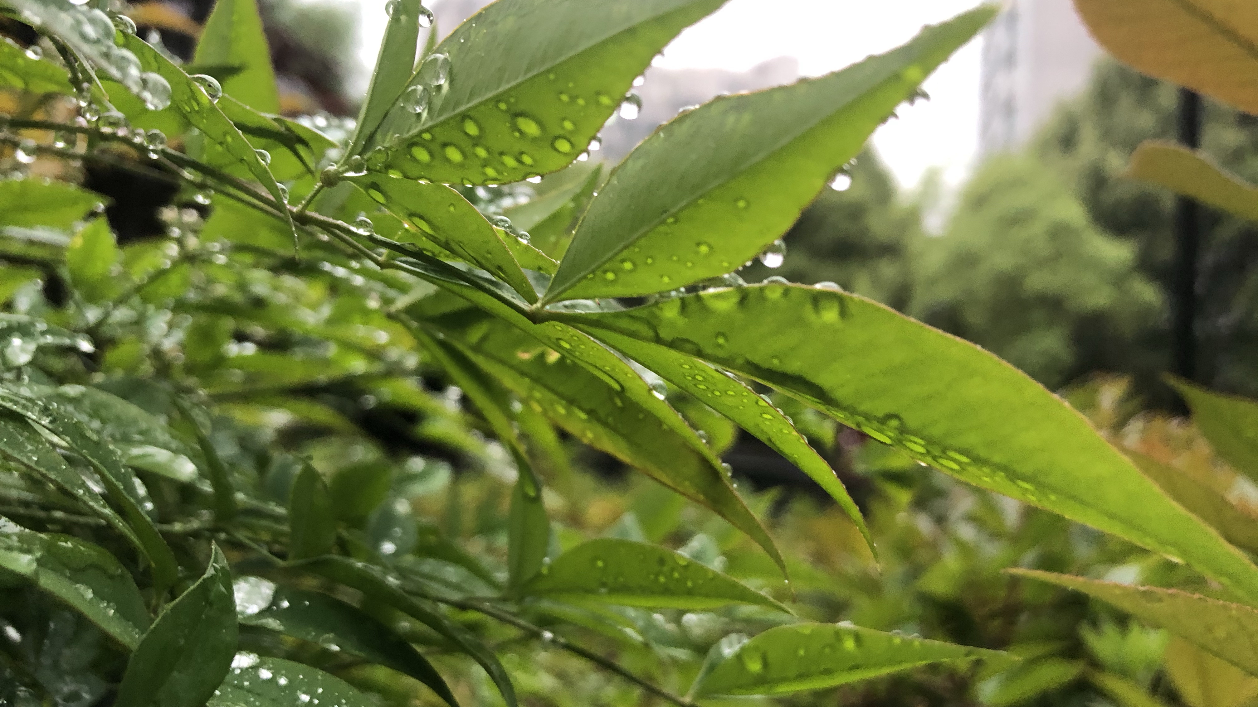 也无风雨也无晴壁纸图片