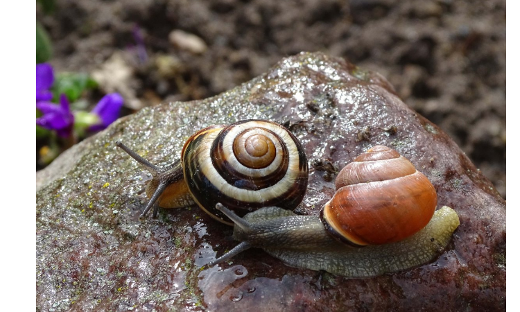 蛞蝓是蜗牛吗