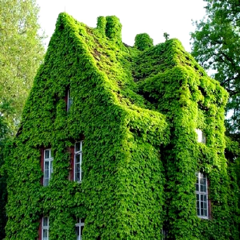 蔷薇与爬山虎一样