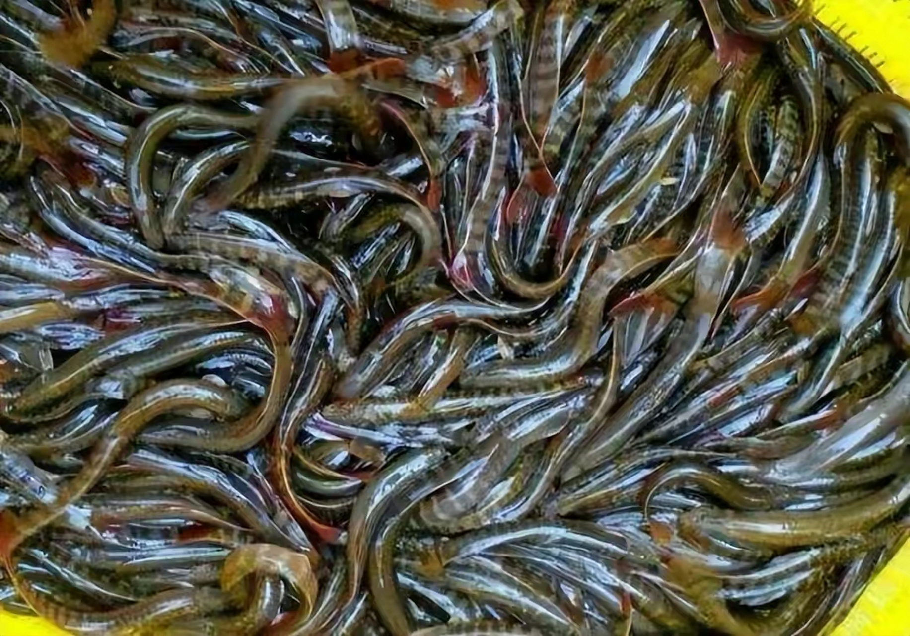 钢鳅鱼也被人们叫做刀鳅,石锥,这是一种长相特别像泥鳅的鱼,但其实它
