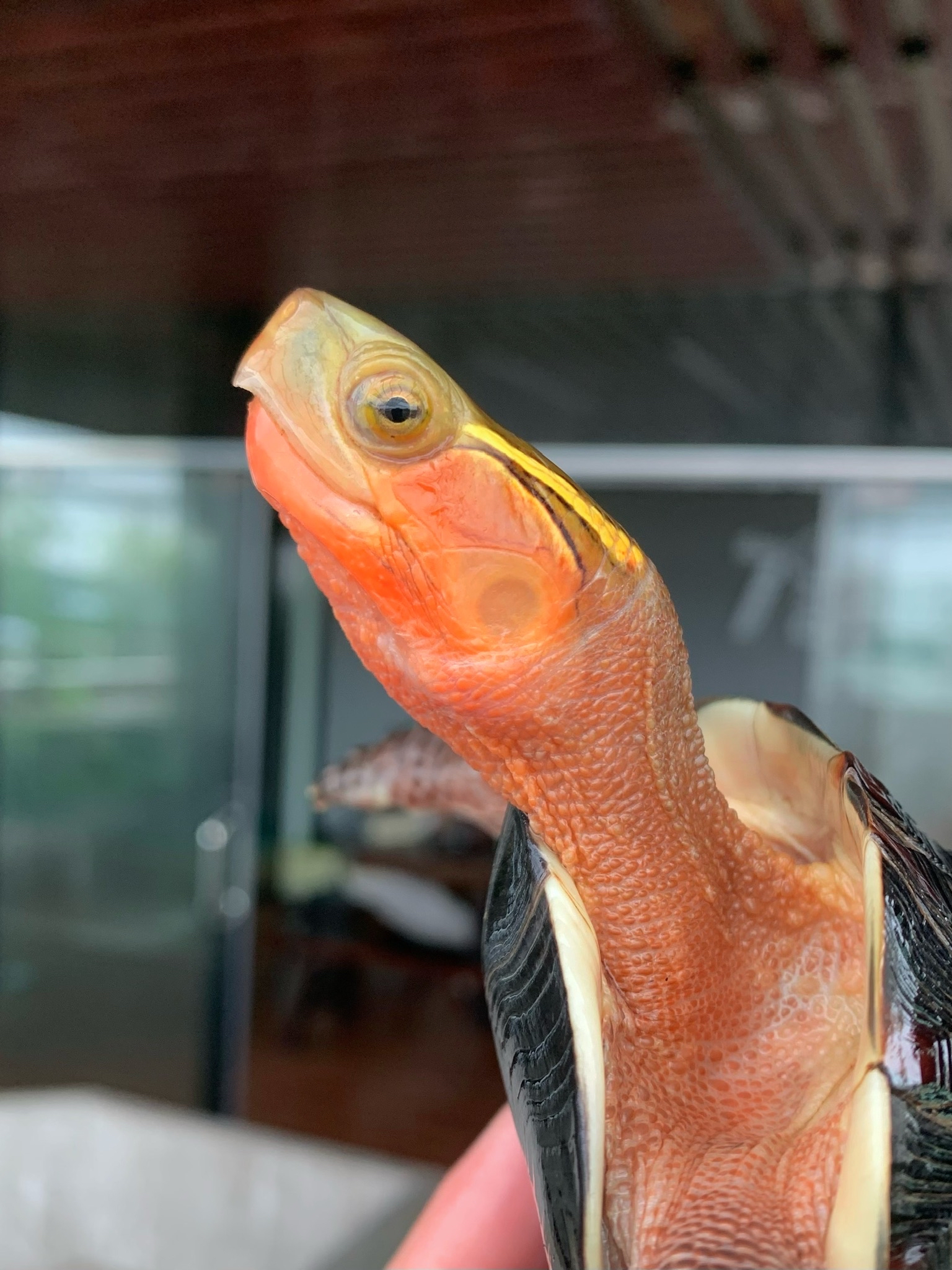 顶 级正宗皖南安缘母2012年冷水龟,高背球体,等待有缘人!