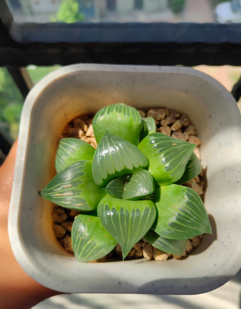多肉十二卷  西山寿 毛玉露 黑肌玉露 雪花玉露 玉扇 樱水晶 阿寒湖