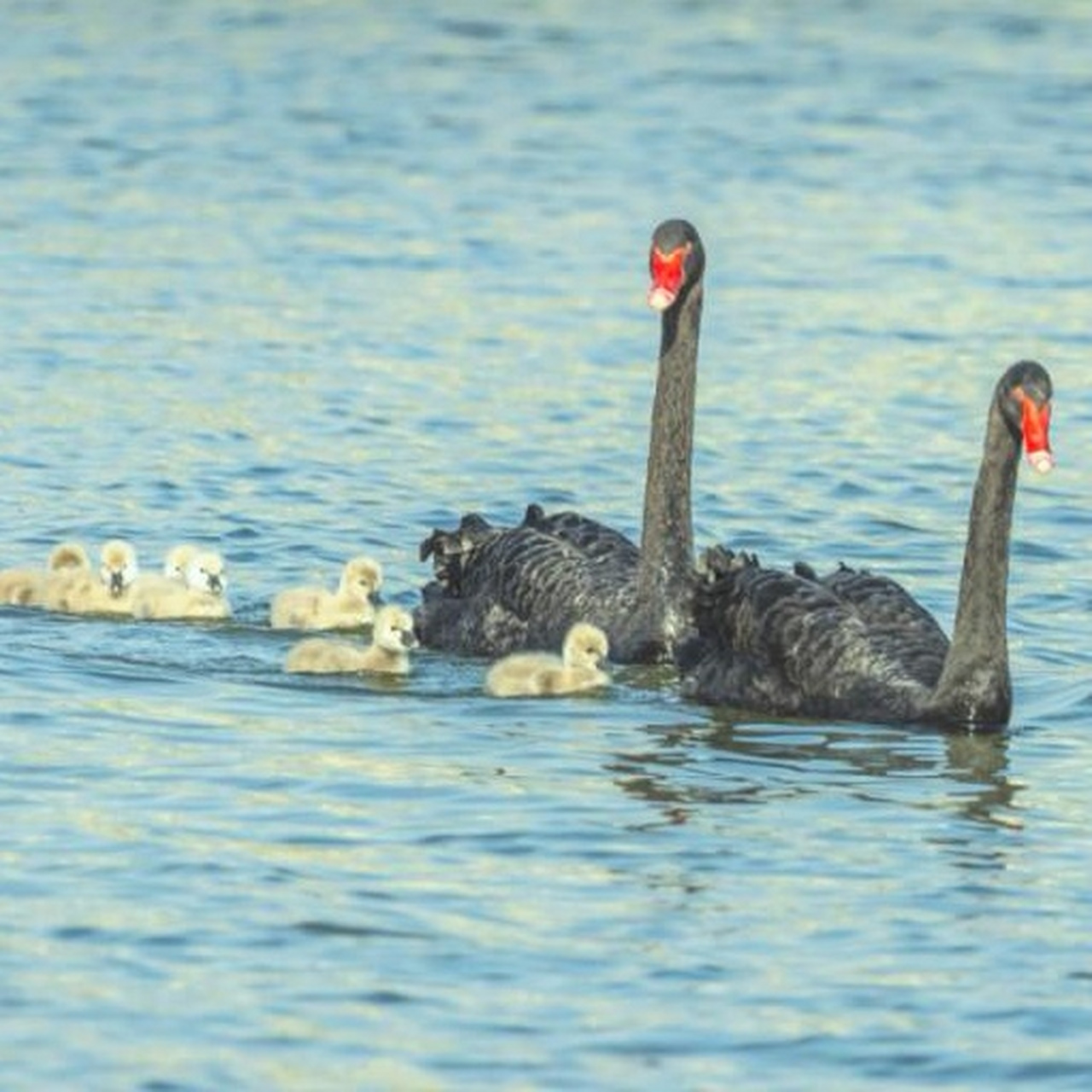 绿水青山就是金山银山90北京天鹅湖90大美91