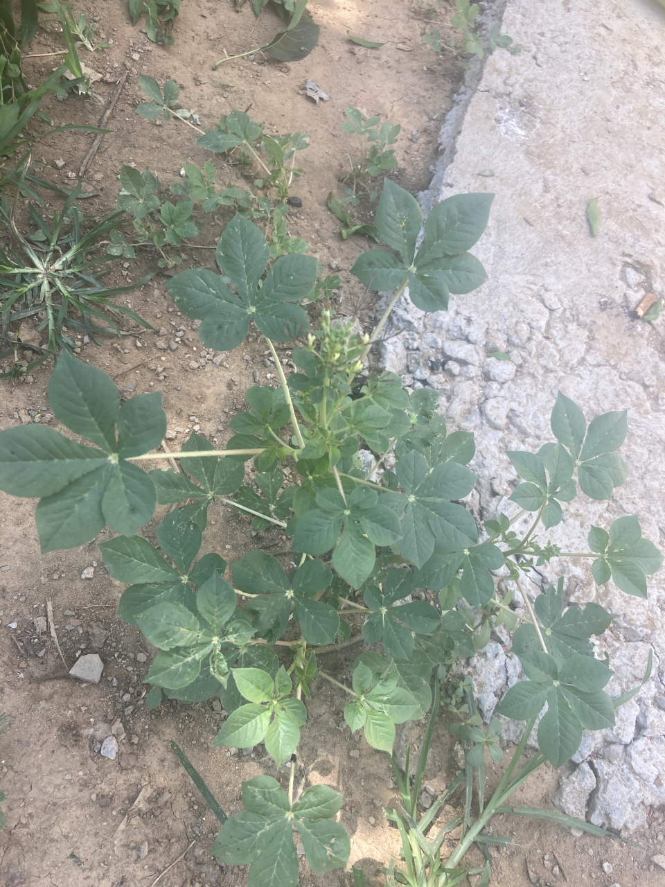 我们那叫猪食菜 炖鸡超级香