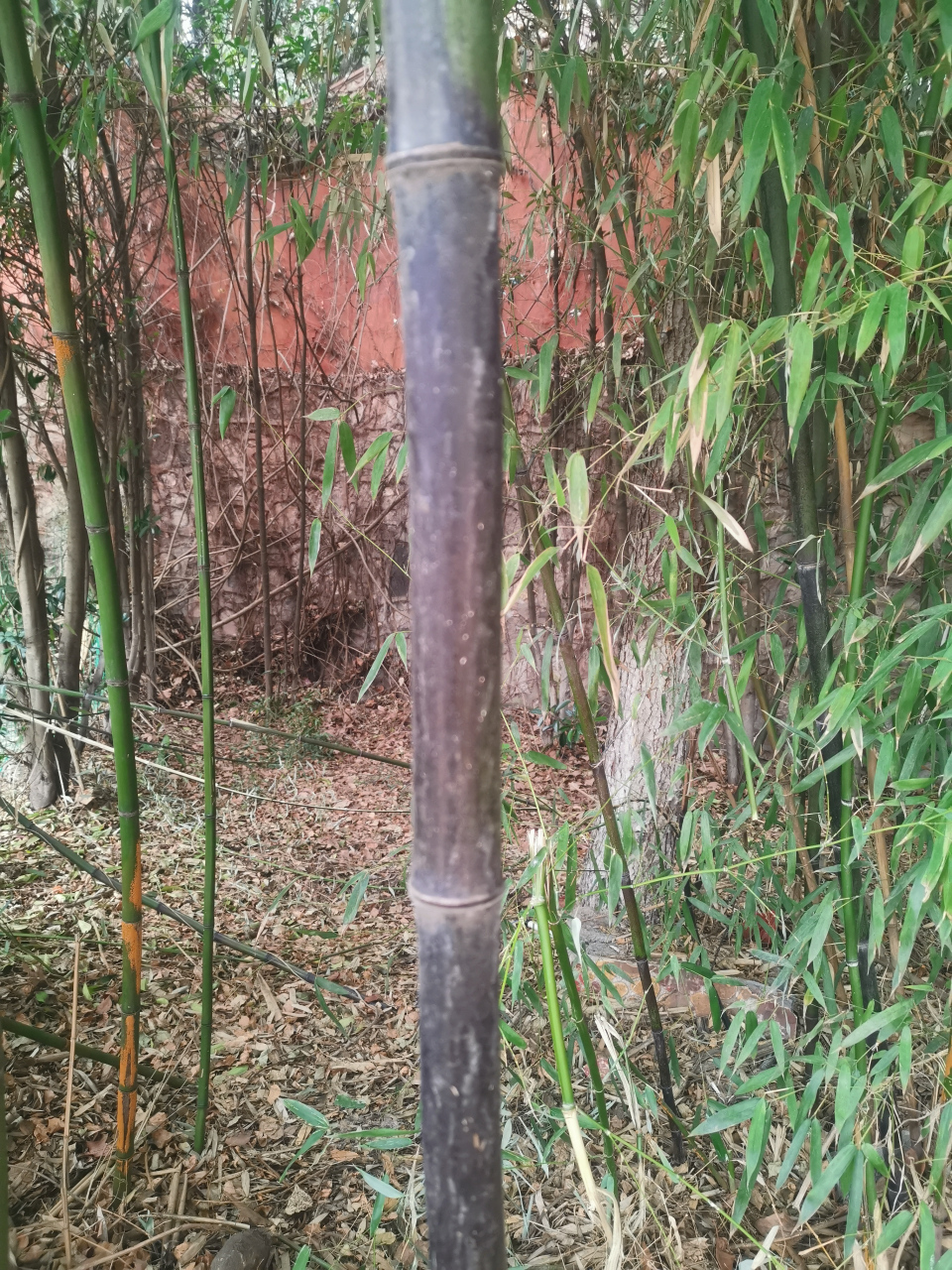 在公园看到几根竹子,表面不是绿色的,而是黑色的,我猜想,它们是黑竹?