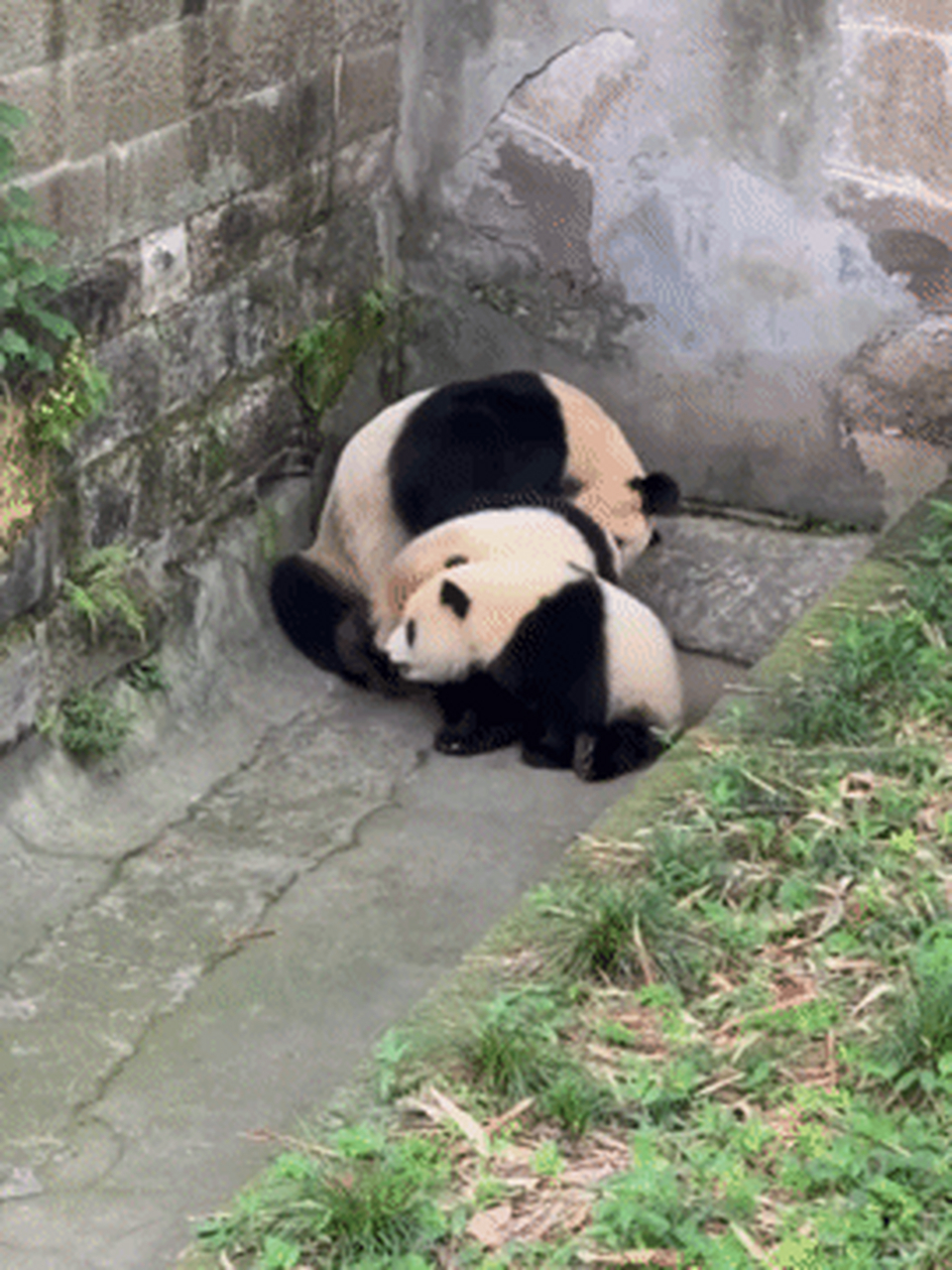 二順和龍鳳胎渝可,渝愛的疊貓貓真的好可愛.