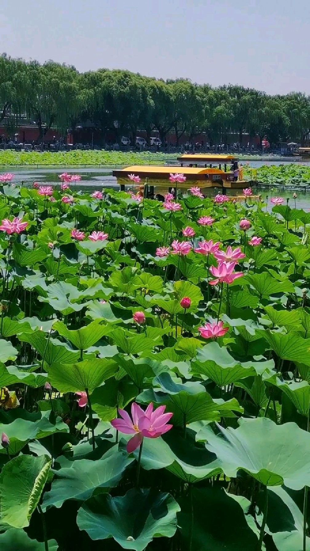 北京皇家园林北海公园进入赏荷季荷花盛开娇艳妩媚鲤鱼戏莲蜻蜓麻雀立