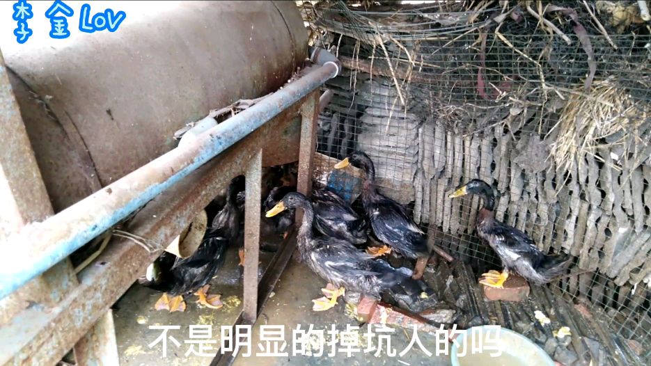 当时7元一只买的鸳鸯鸭,结果养了几个月,我就想问问这是鸳鸯鸭吗