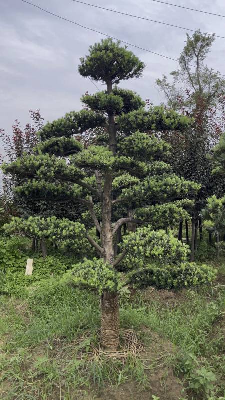 罗汉松精品树形高度2米5到3米粗度1215公分四季常青寓意吉祥长寿