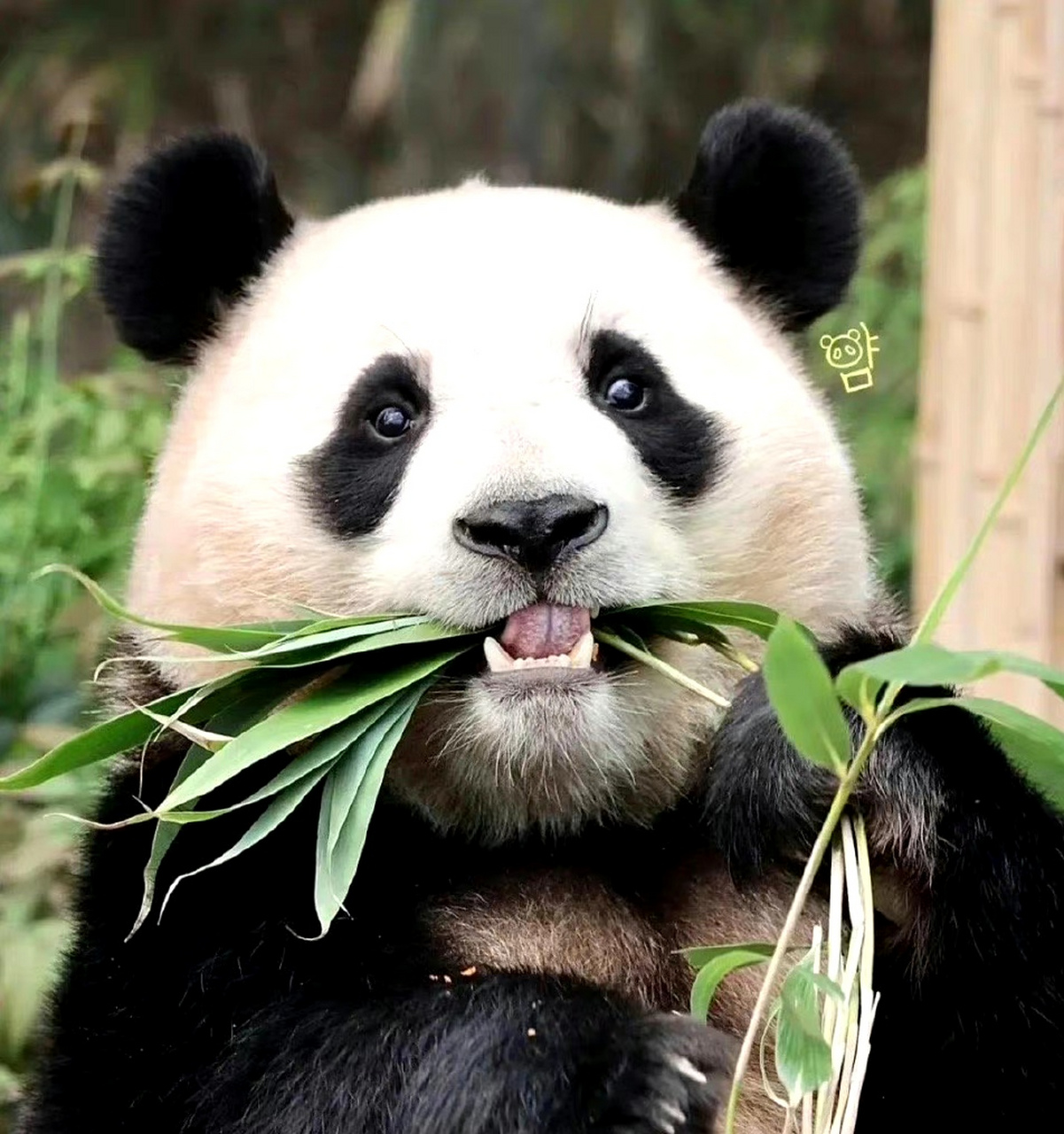 熊猫福宝是熊猫界的顶流女明星,深受国内外朋友们的喜欢