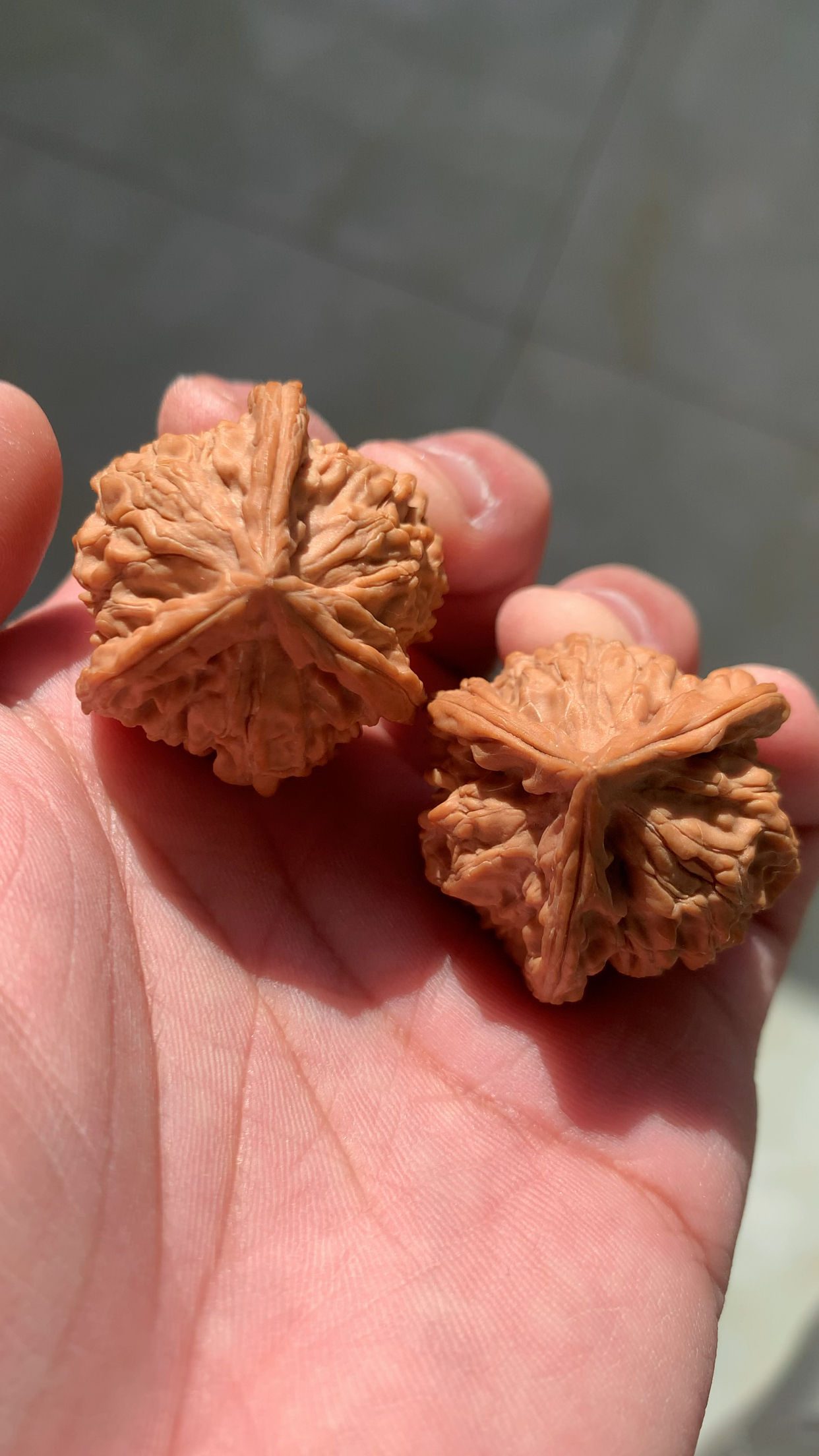 盘山三棱正奔核桃,配对好