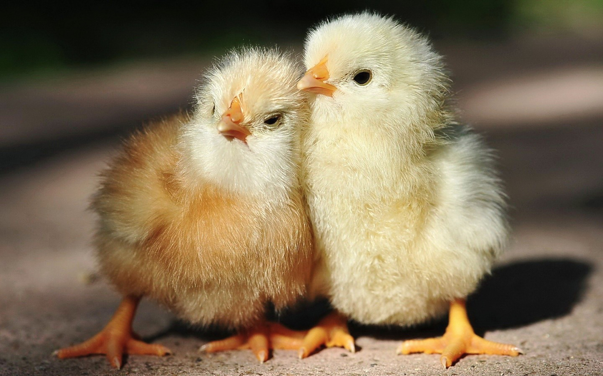 两只可爱的小鸡仔,紧紧依偎在一起,画面好柔美.#动物趣图#