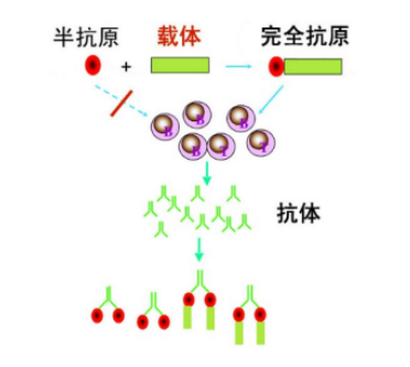 阿奇黴素-聚乙二醇-巰基 azithromycin-peg-sh