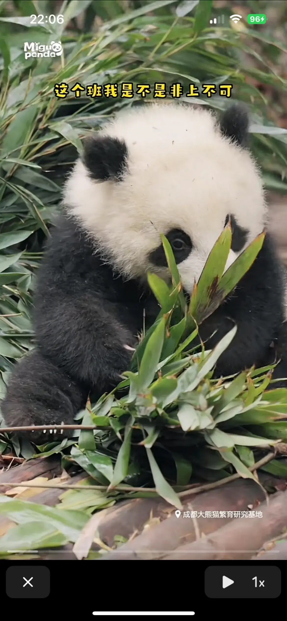 希望大家了解下添添,他的热度太低了,但是他所经历的不次于乐乐[感谢]