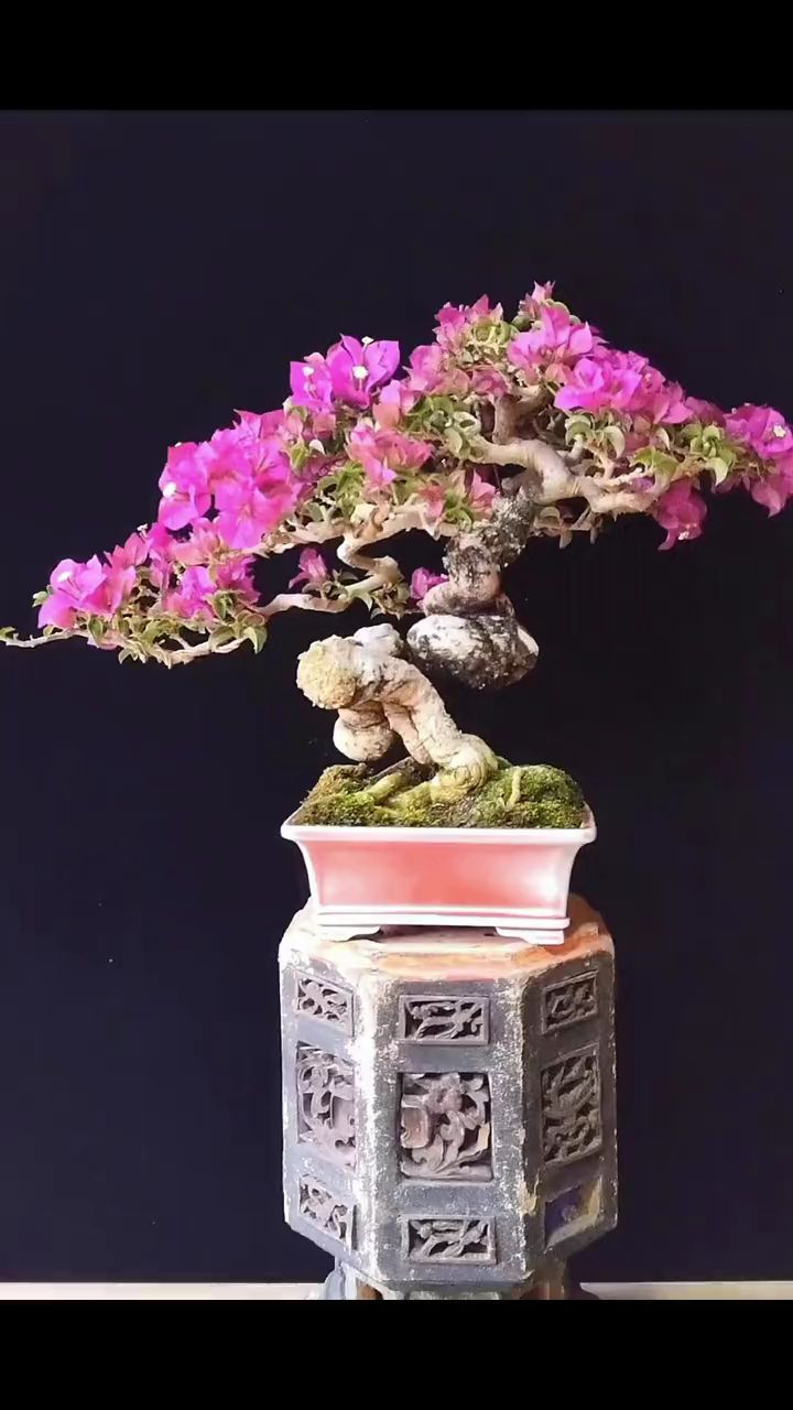 精品小叶紫三角梅岭南盆景