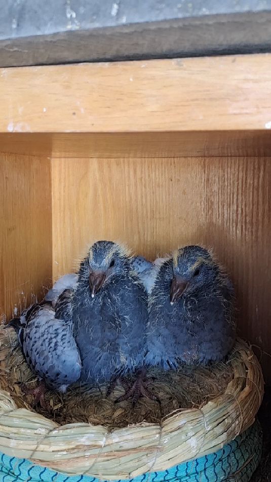 欣赏一对小鸽崽看看真开心