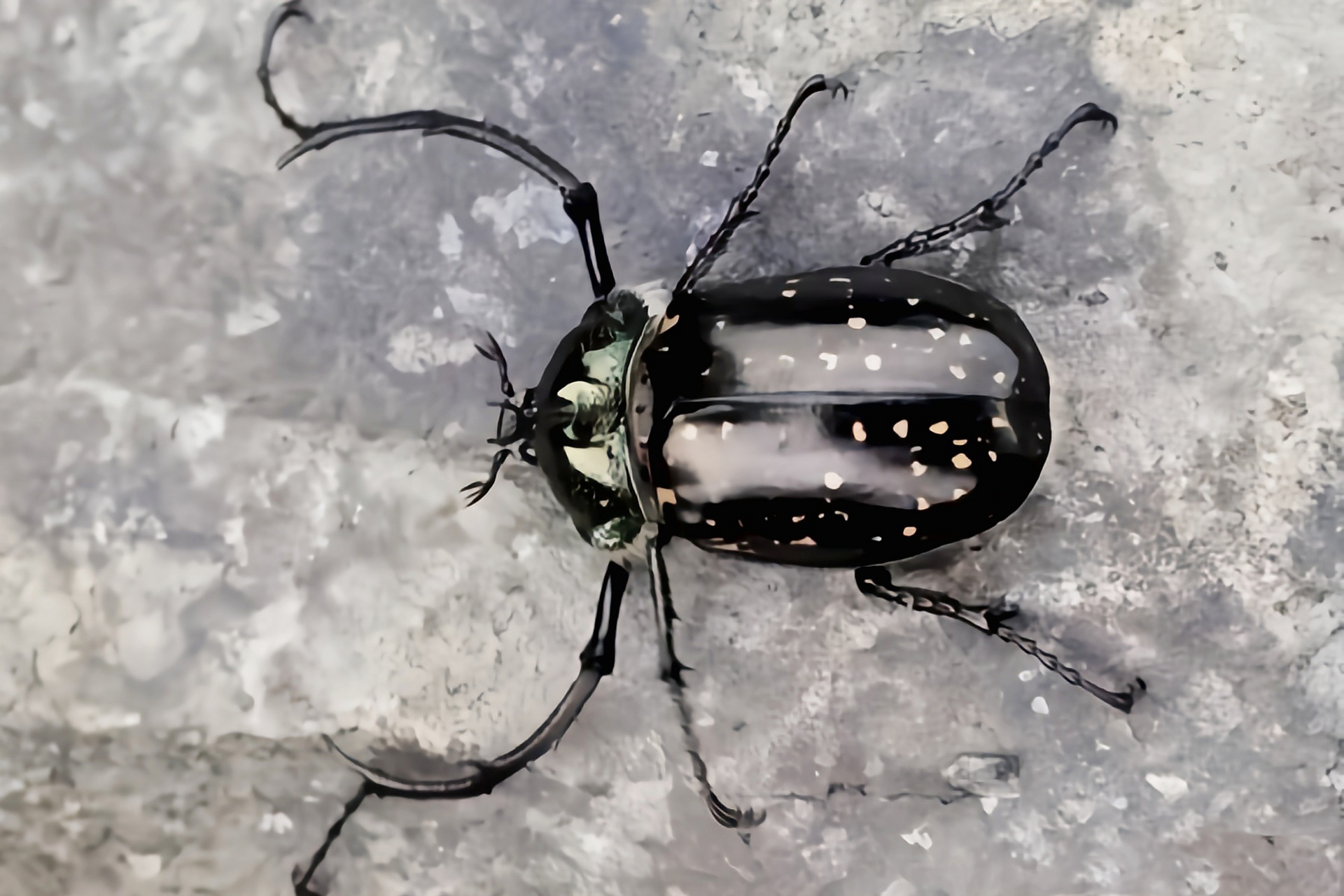 每天认识一种昆虫——格彩臂金龟 格彩臂金龟又名泰国长臂金龟,缅甸长