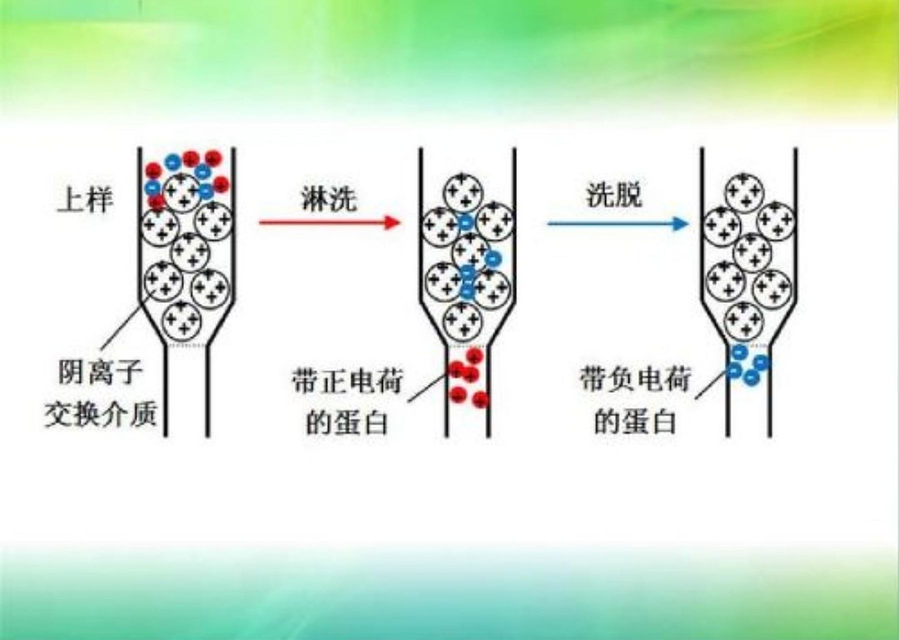 离子交换色谱法是一种吸附色谱,是以分子的电荷差异来分离的.