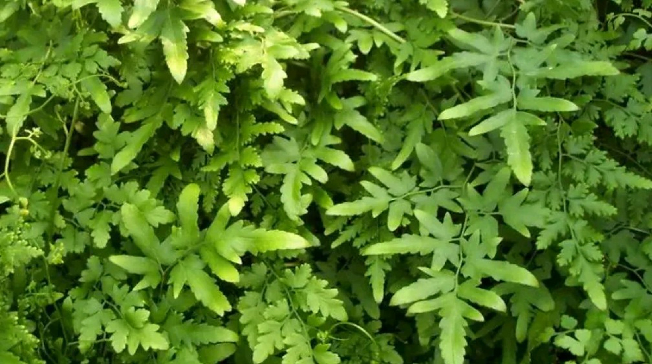 它便是"海金沙",既能治筋骨疼痛,还是结石的克星,路边常见别不懂!