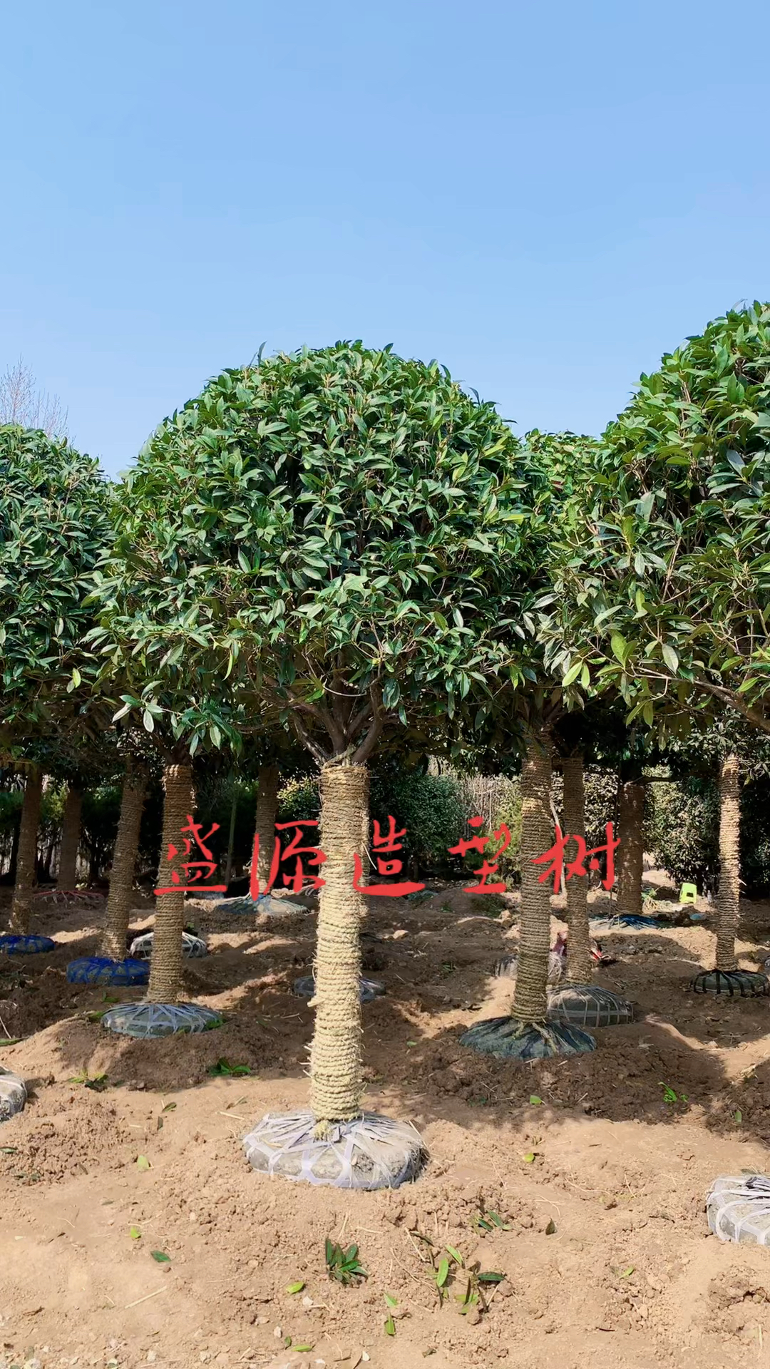 高杆桂花开花浓香型四季常青不落叶适合庭院别墅绿化栽植