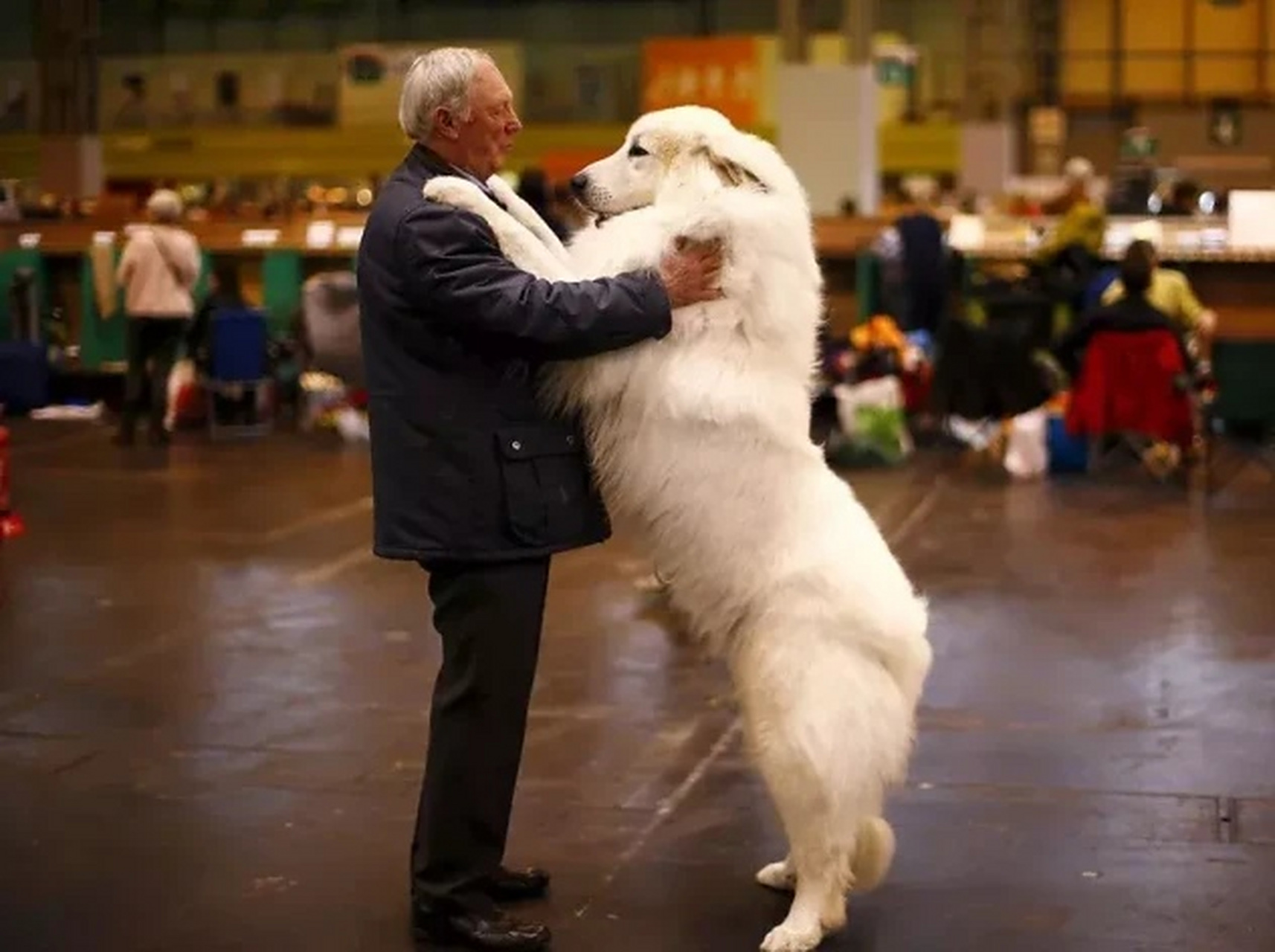 大白熊犬,体型确实大
