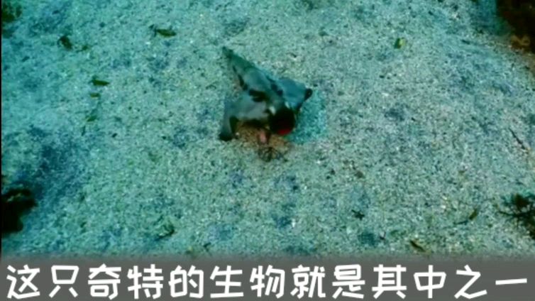 怪异、神奇的精灵“烈焰红唇鱼”,大海真是奇妙