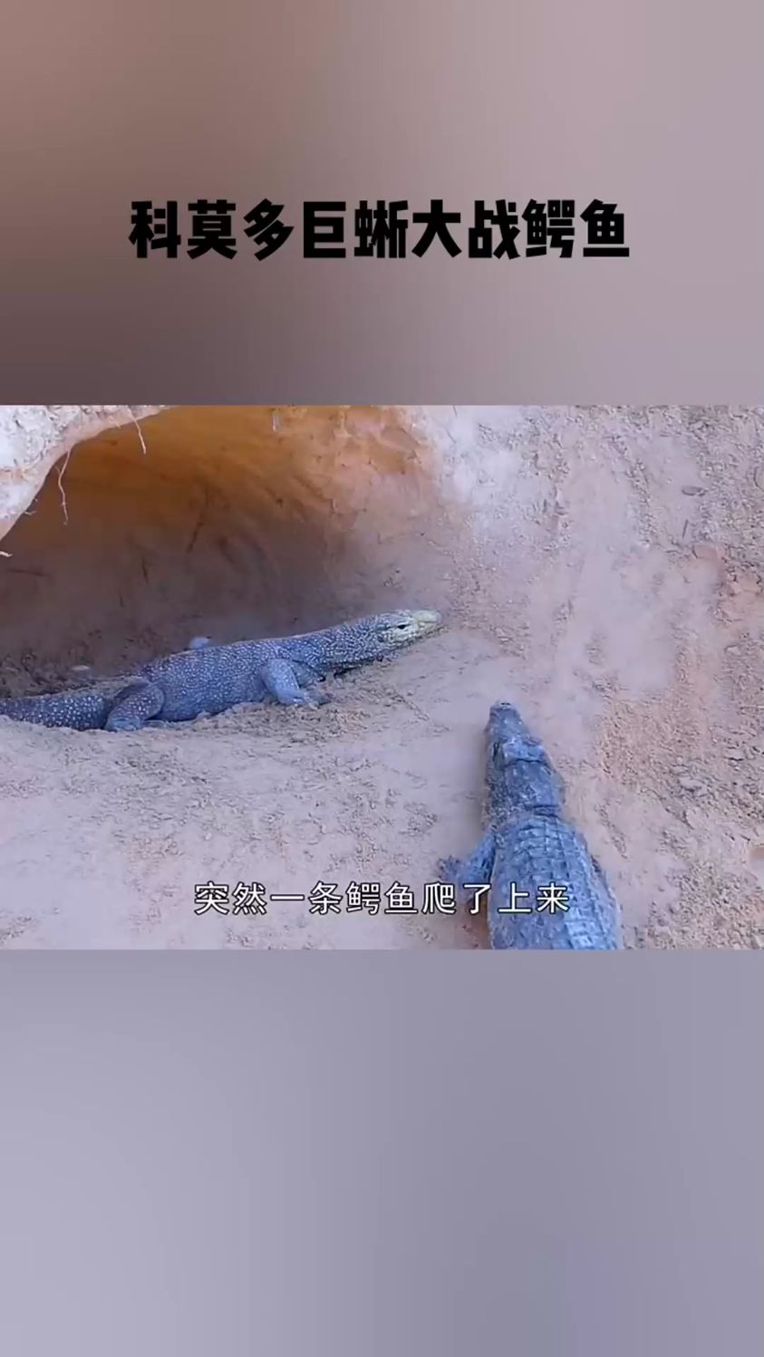 科莫多巨蜥大戰鱷魚