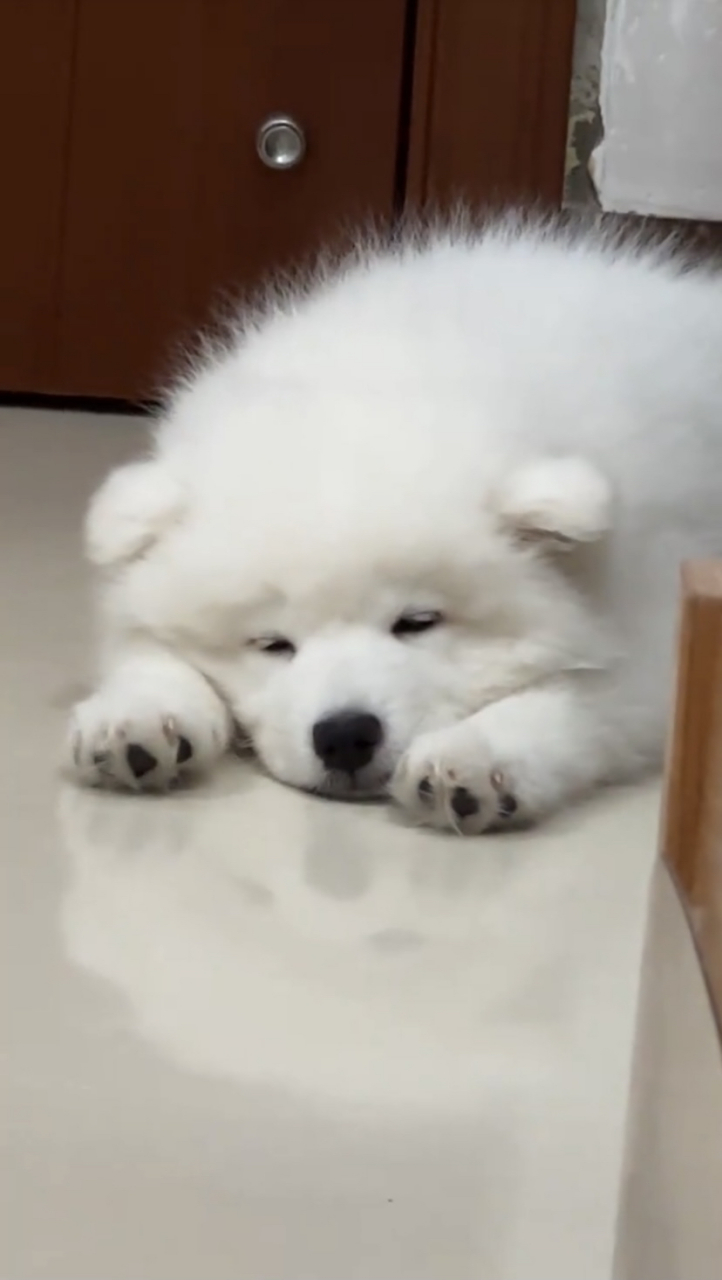 趴着睡觉的狗狗