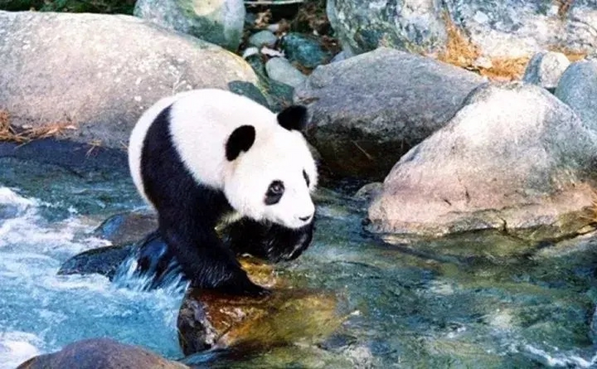 为啥秦岭熊猫很少出镜?从不外租?