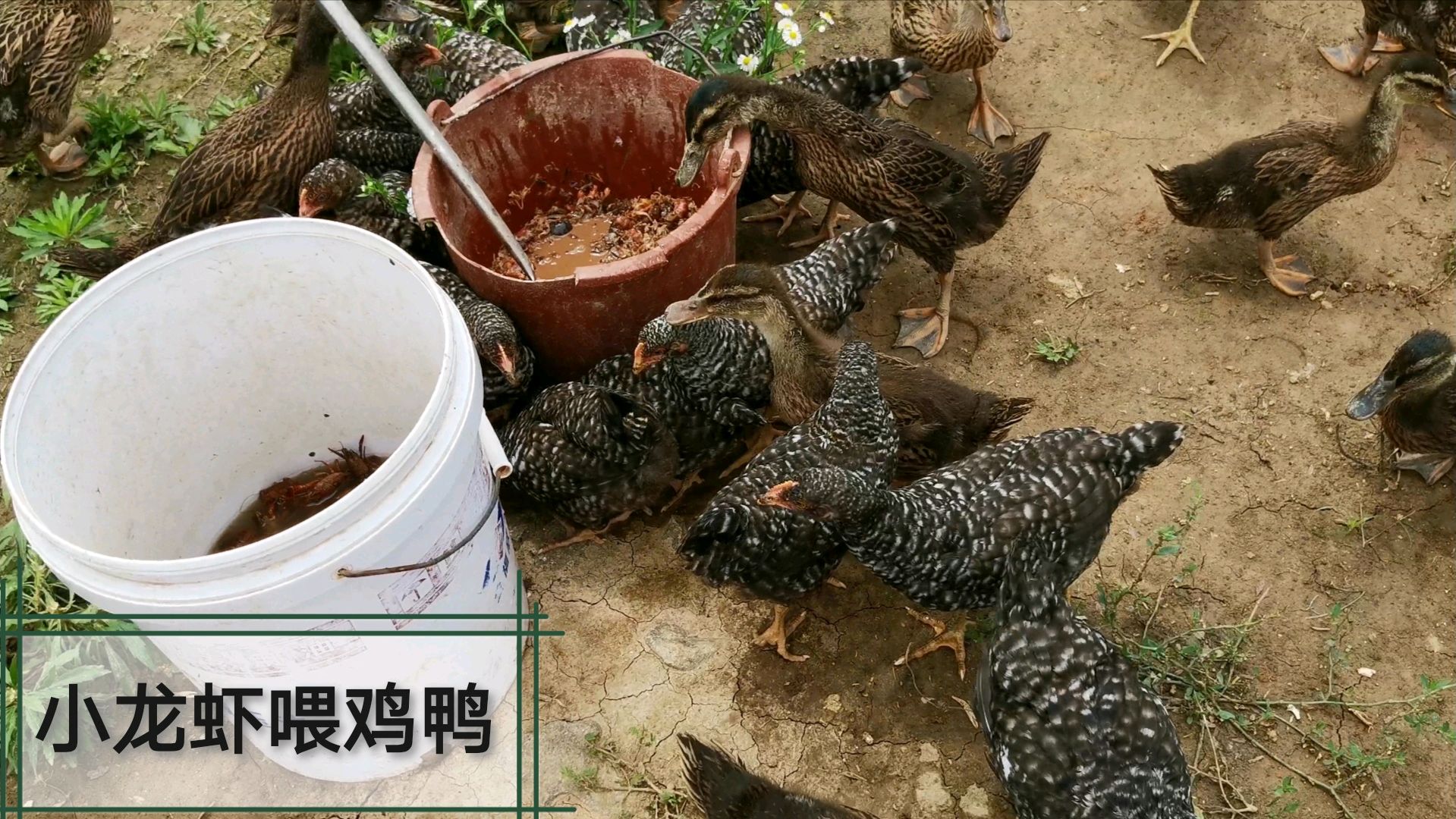 小龙虾与福寿螺喂鸡鸭,芦花鸡野鸭子都喜欢吃,拼命抢