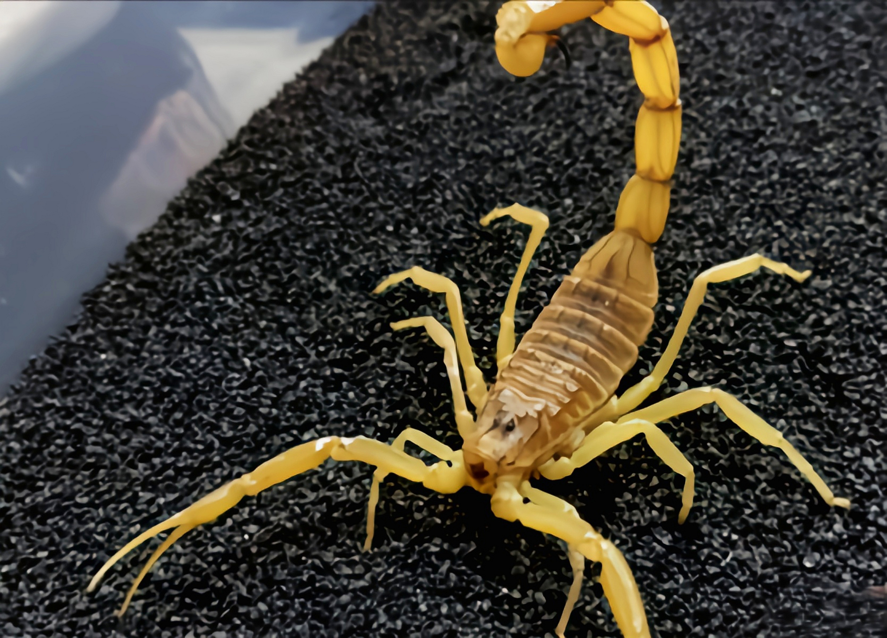 每天认识一种动物——以色列金蝎 以色列金蝎 别名中东金蝎,巴勒斯坦